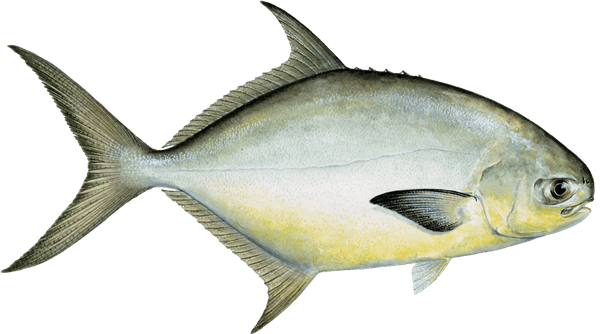 Fish We May Catch - Cocoa Beach Surf Fishing Charters