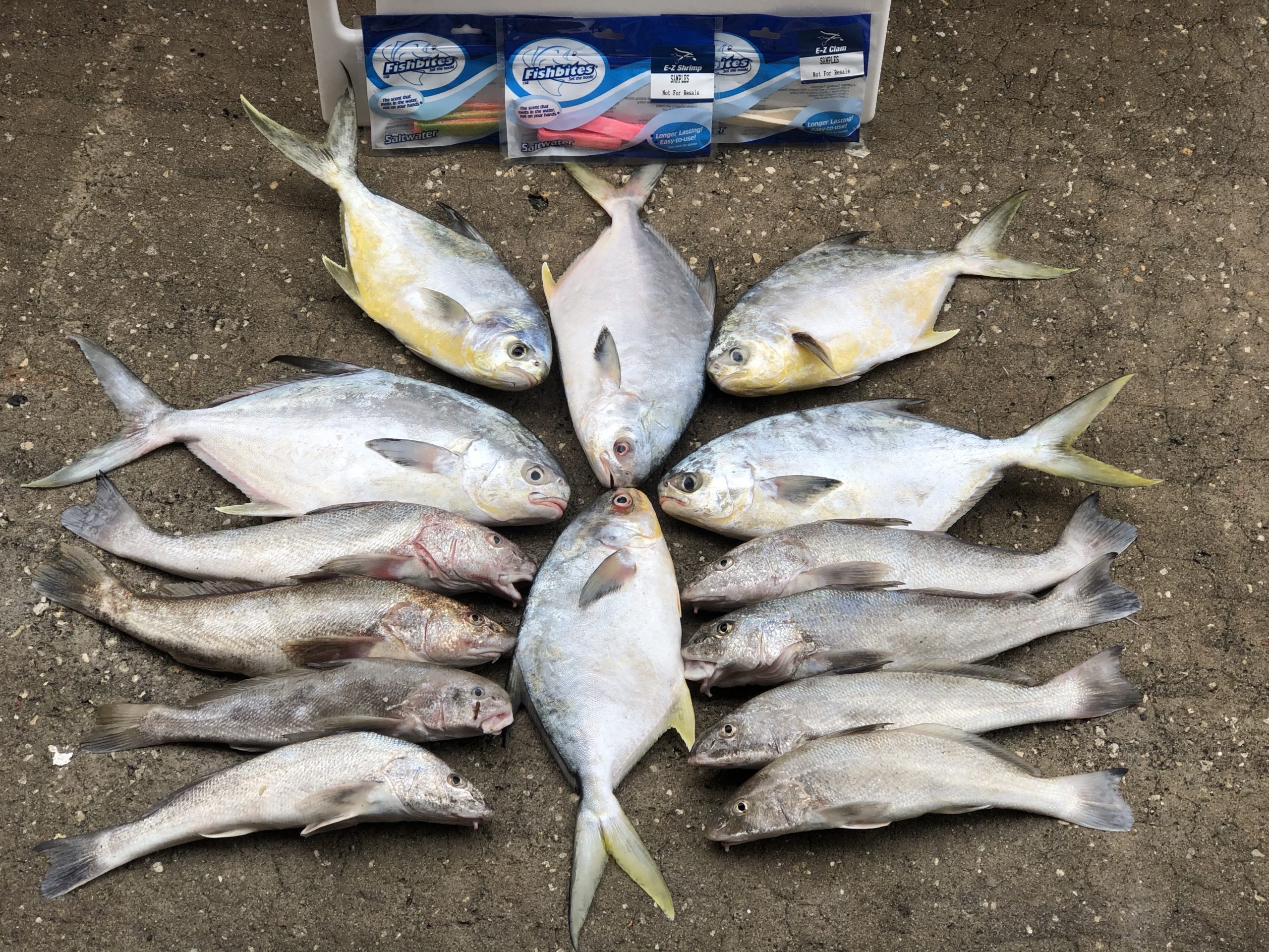 Surf Fishing in Florida April Report: Cocoa Beach to Sebastian Inlet