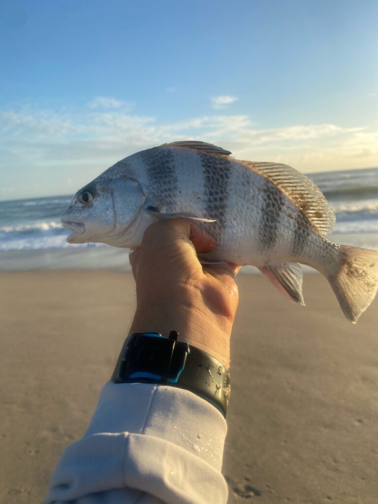 Surf Fishing for Black Drum