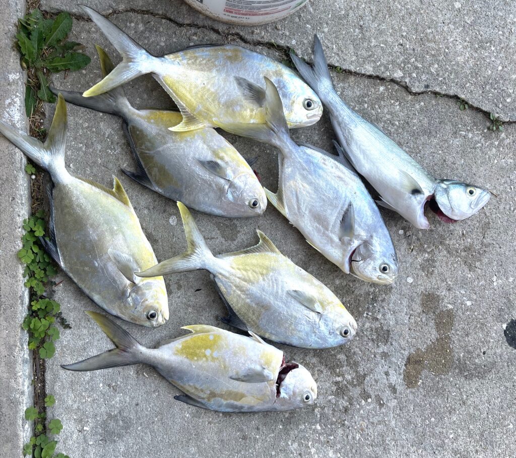 sebastian inlet surf fishing