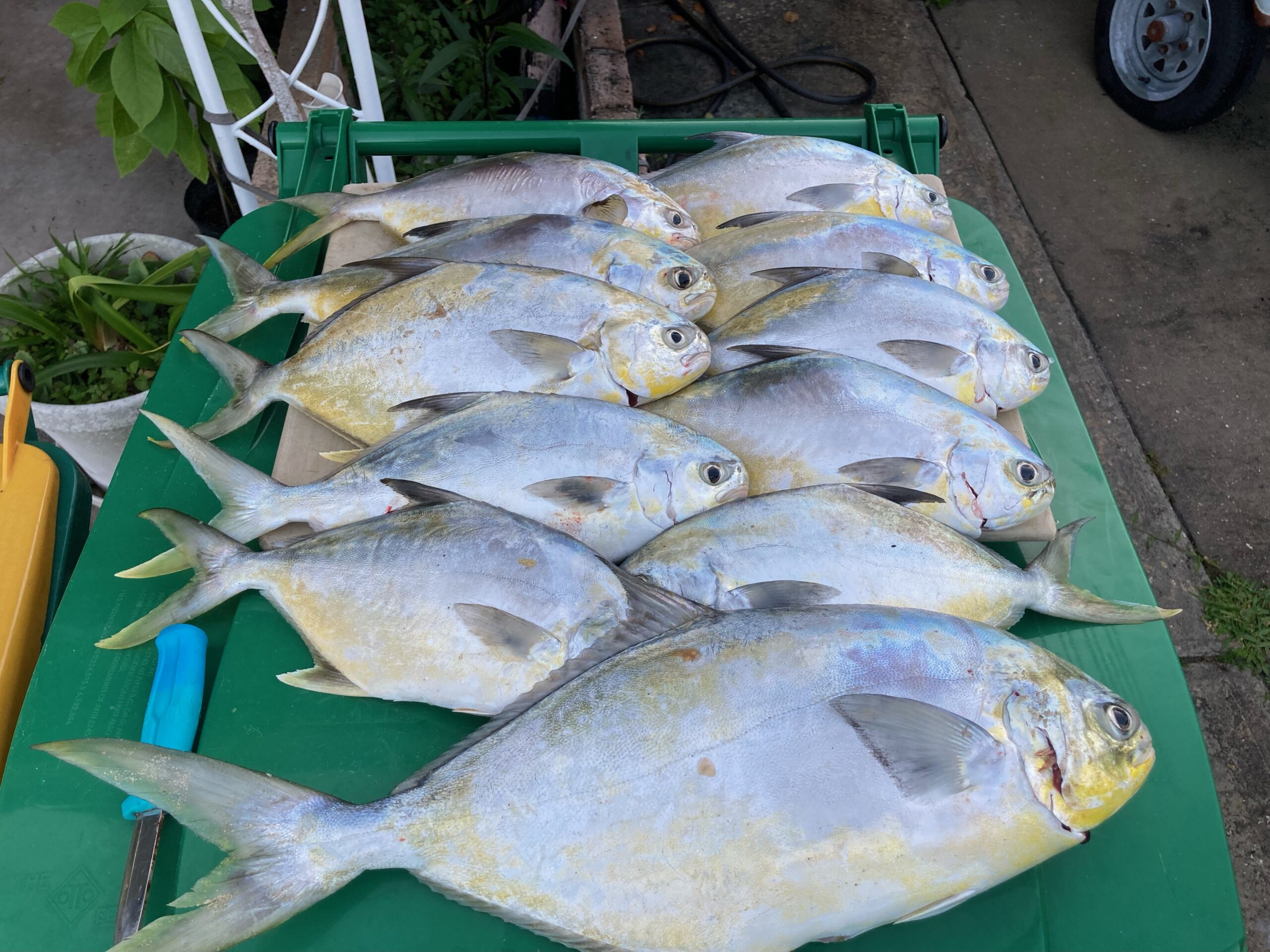 Space Coast Surf Fishing Report