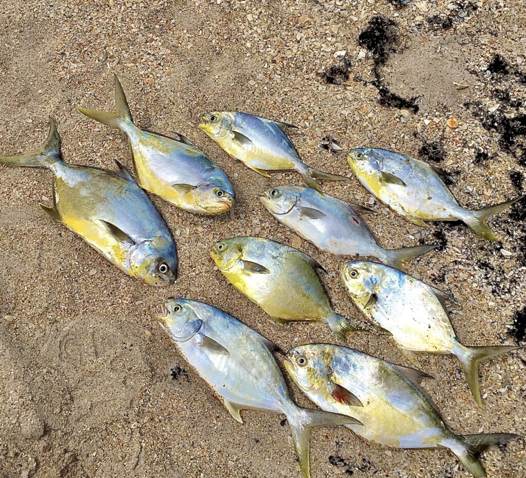Pompano Fishing on the Space Coast - Cocoa Beach Surf Fishing Charters